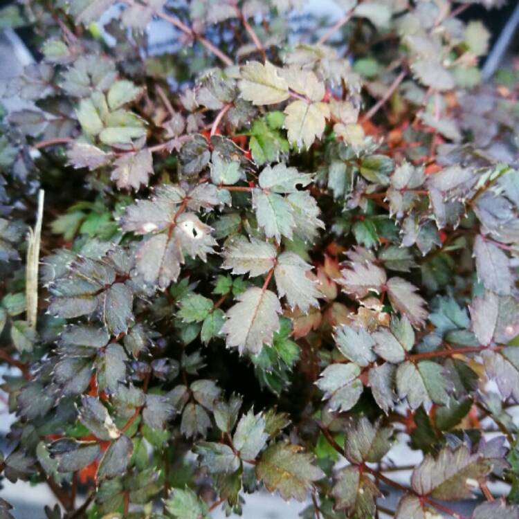 Plant image Ajuga reptans 'Binblasca' syn. Ajuga reptans 'Black Scallop'