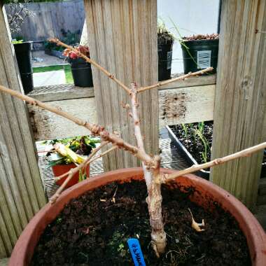 Ginkgo biloba 'Mariken'