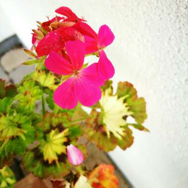 Pelargonium 'Happy Thought'