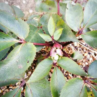 Helleborus x sternii 'Boughton Beauty'