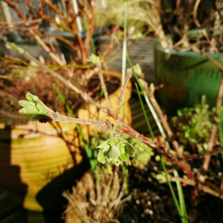 Plant image Lonicera caerulea var. kamtschatica