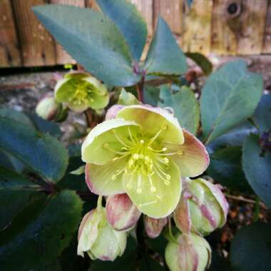 Helleborus x sternii 'Boughton Beauty'