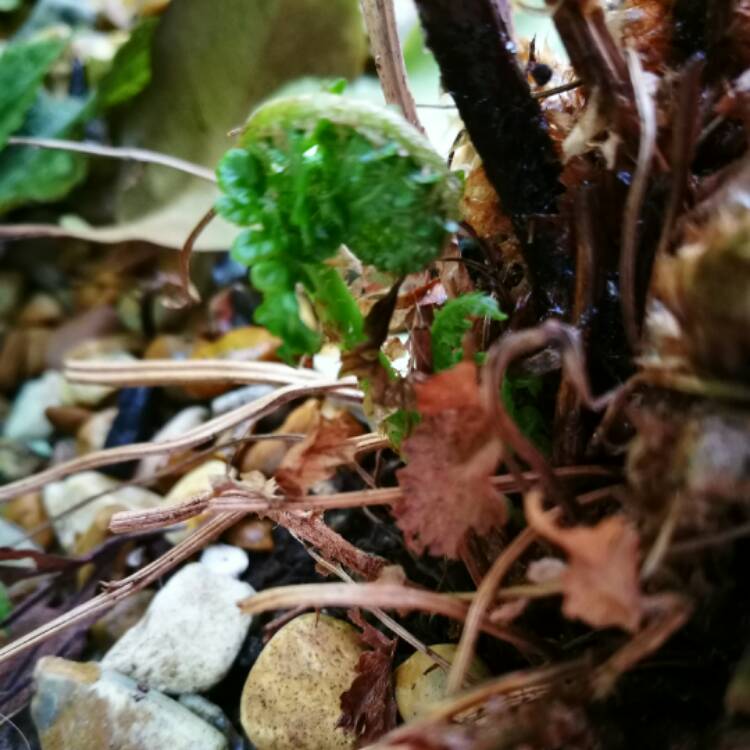 Plant image Dryopteris Affinis