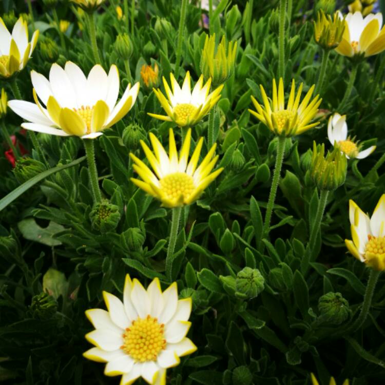 Plant image Osteospermum Ecklonis 'Voltage White '