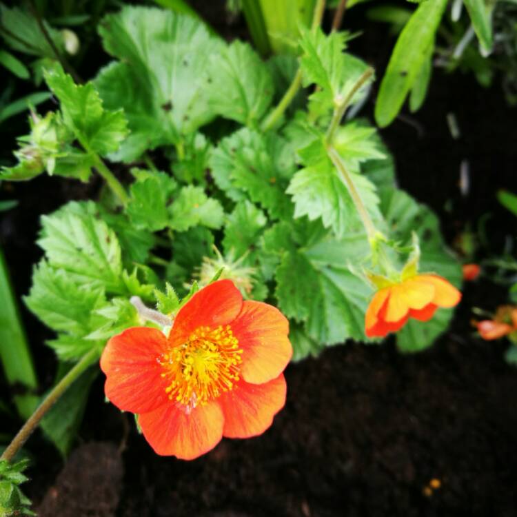 Plant image Geum coccineum 'Koi'