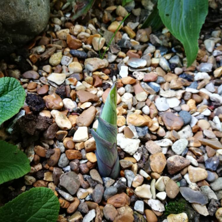 Plant image Hosta 'Regal Splendor'