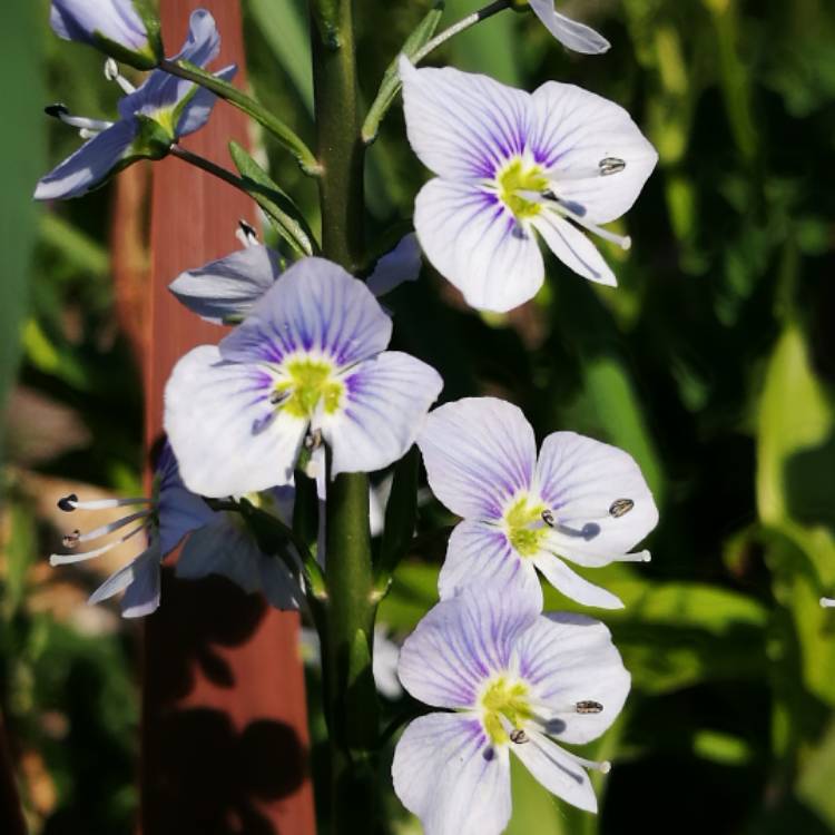 Plant image Veronica gentianoides