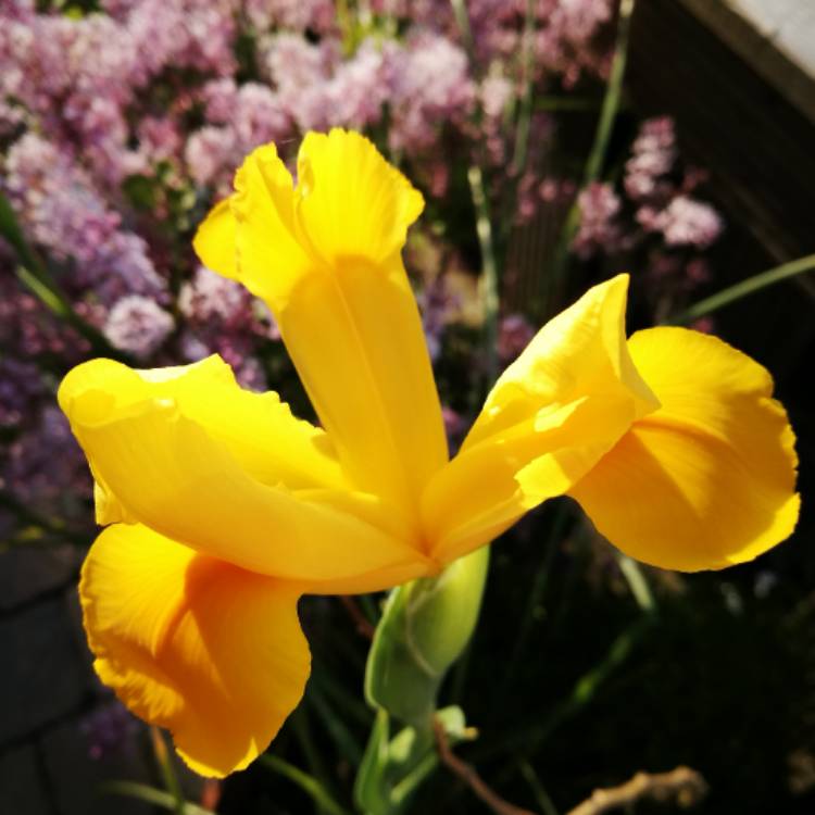 Plant image Iris x hollandica 'Royal Yellow'