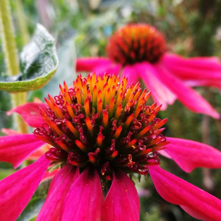 Plant image Echinacea purpurea 'Hope' (Prairie Pillars Series)