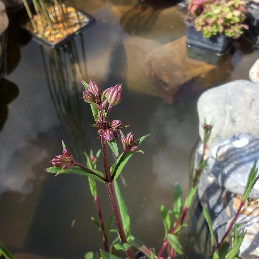 Plant image Lychnis Flos-Cuculi 'White Robin'