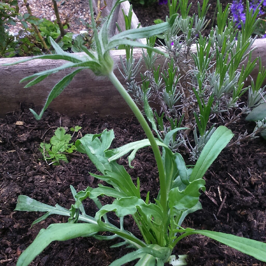 Plant image Scabiosa caucasica 'Perfecta Alba' (Perfecta Series)