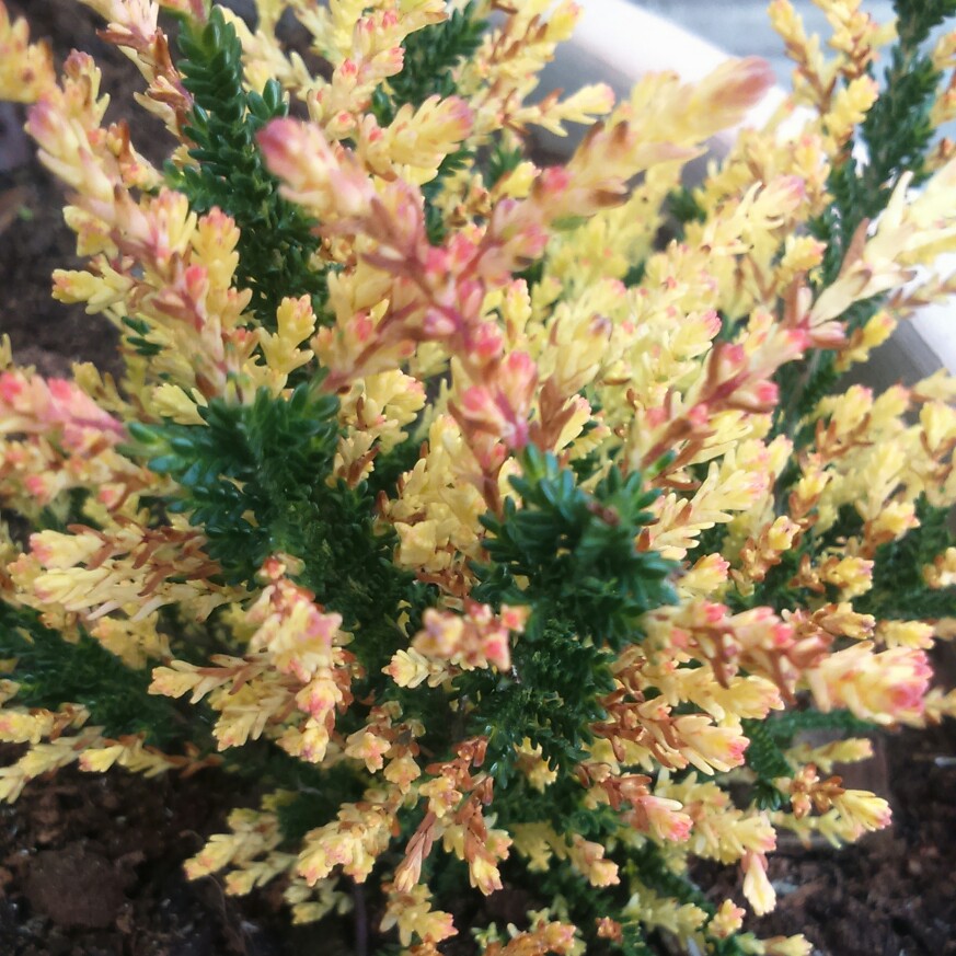 Plant image Calluna vulgaris 'Easter-bonfire' syn. Calluna vulgaris 'Easter Bonfire'