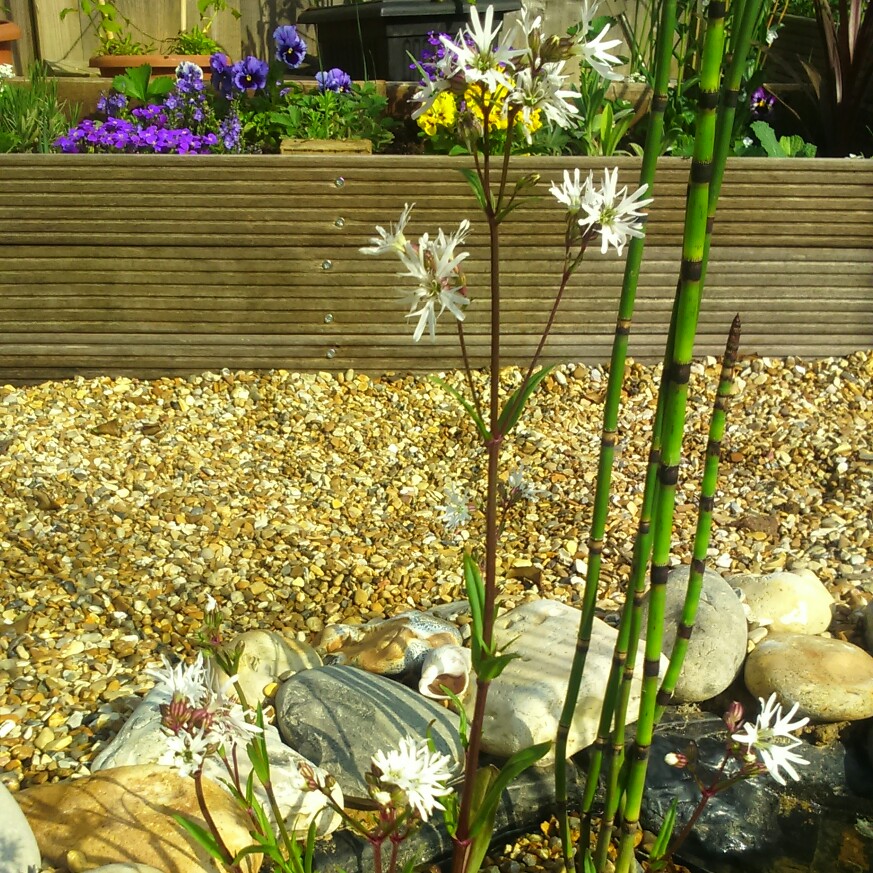 Plant image Lychnis Flos-Cuculi 'White Robin'