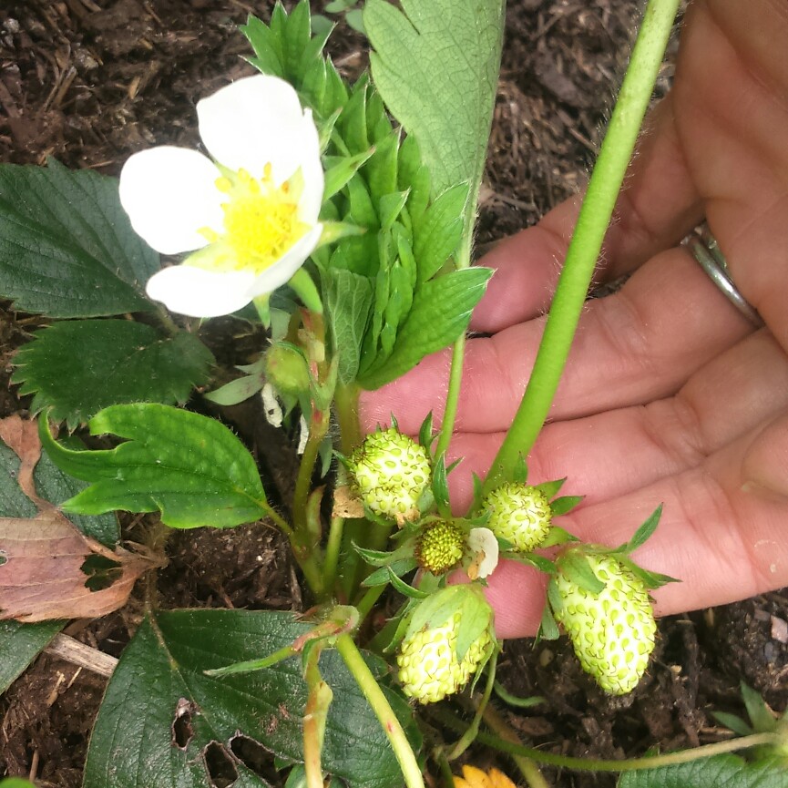 Fragaria x ananassa