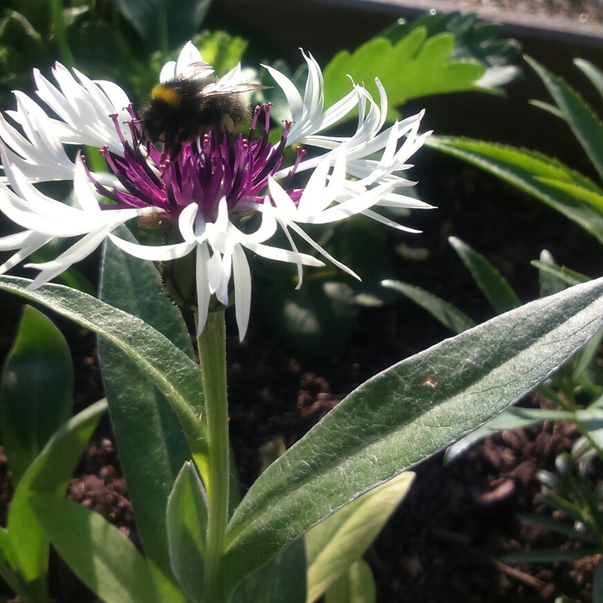 Plant image Centaurea montana 'Amethyst In Snow'