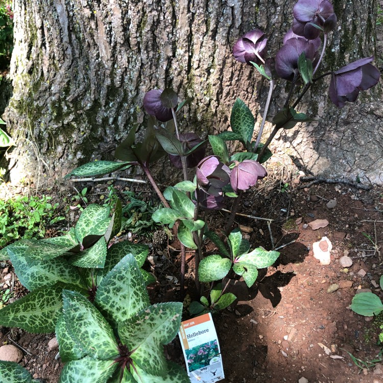 Plant image Helleborus x hybridus 'Lucy Black'