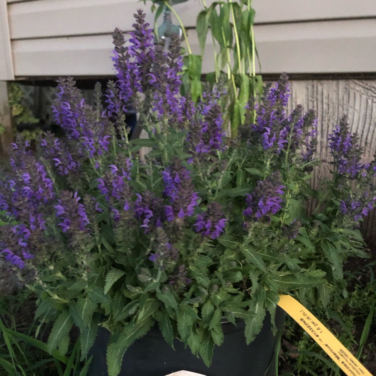 Plant image Salvia nemorosa 'Florsalsky' (Sensation Series) syn. Salvia nemorosa 'Sensation Sky Blue'