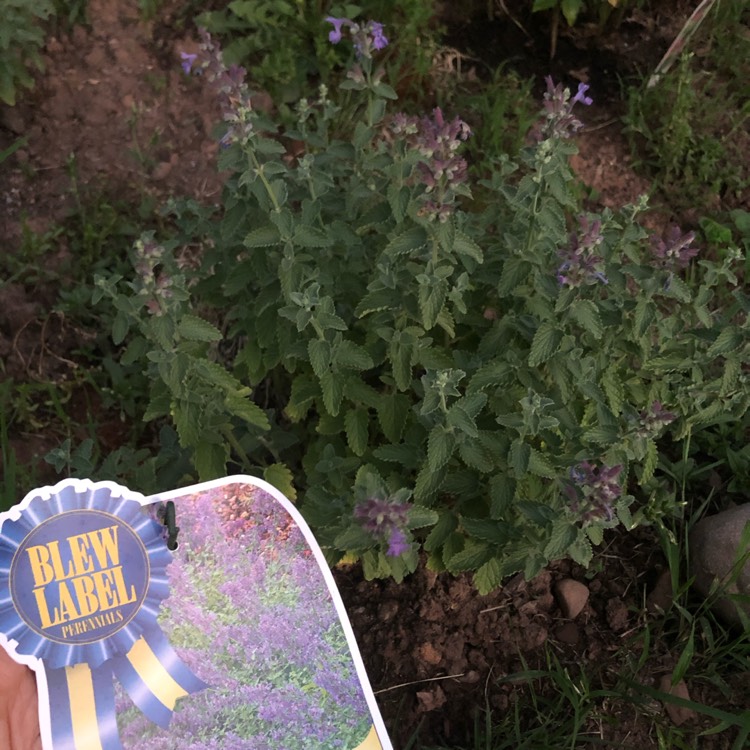 Plant image Nepeta faassenii 'Junior Walker'