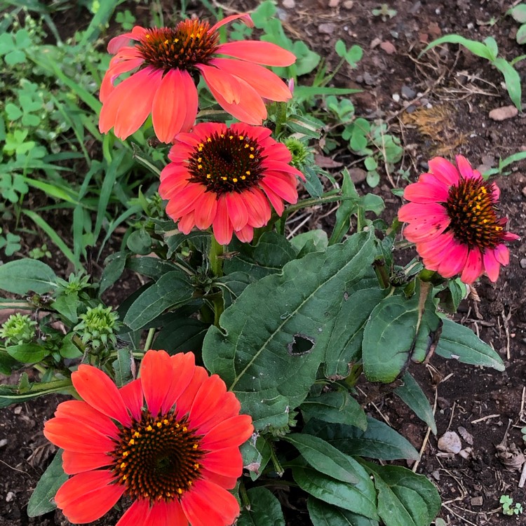 Plant image Echinacea purpurea 'Firebird'