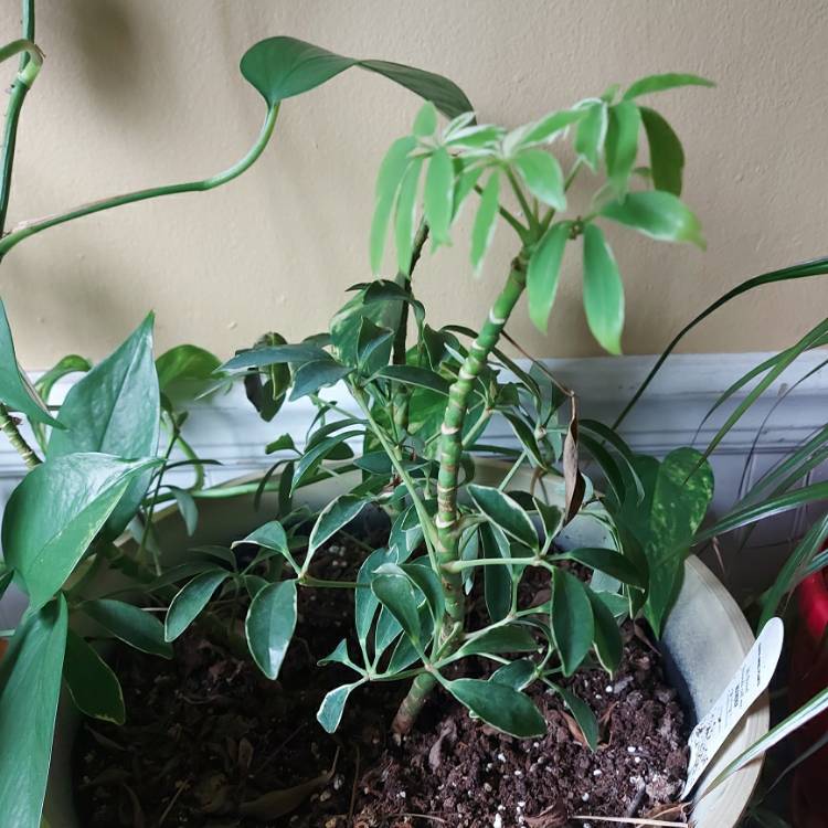 Plant image Schefflera arboricola 'Moondrop'