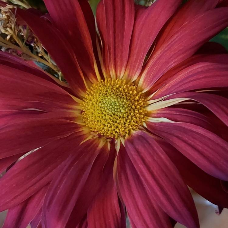 Plant image Tanacetum coccineum syn. Chrysanthemum coccineum