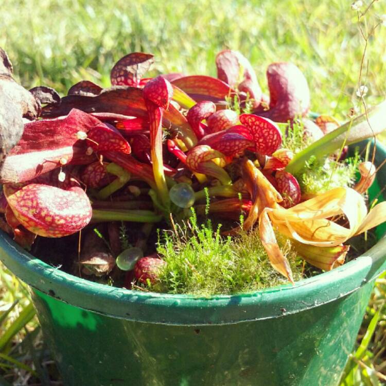 Plant image Sarracenia x mitchelliana 'Juthatip Soper'