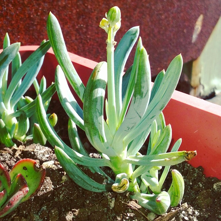 Plant image Senecio 'Giant Chalk Sticks'