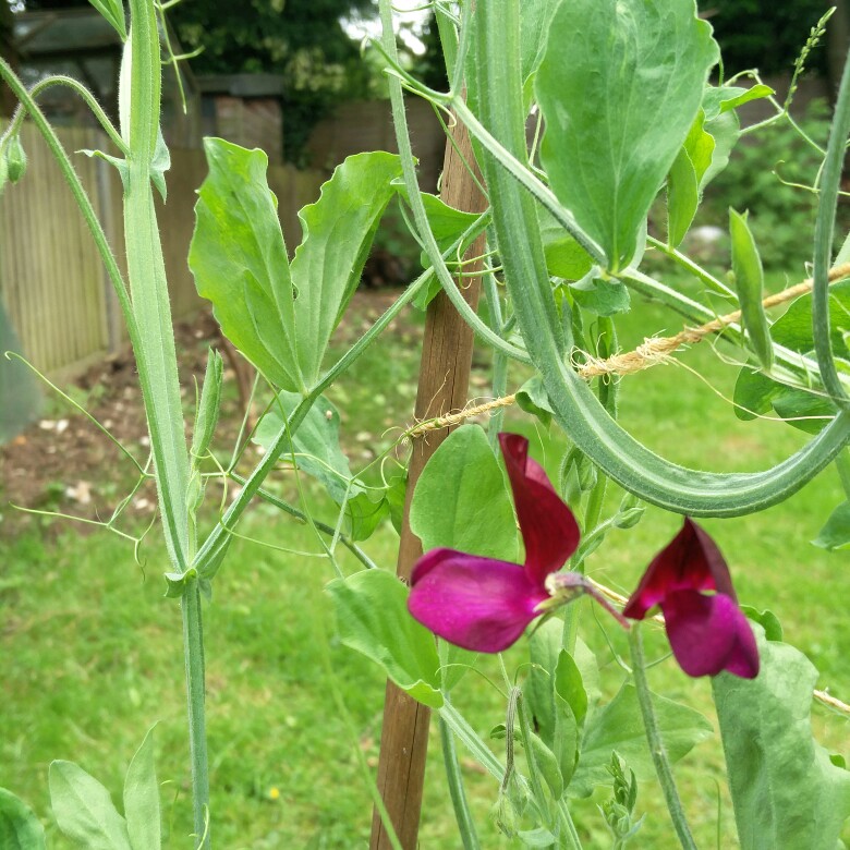 Plant image Lathyrus Odoratus 'Black Knight'