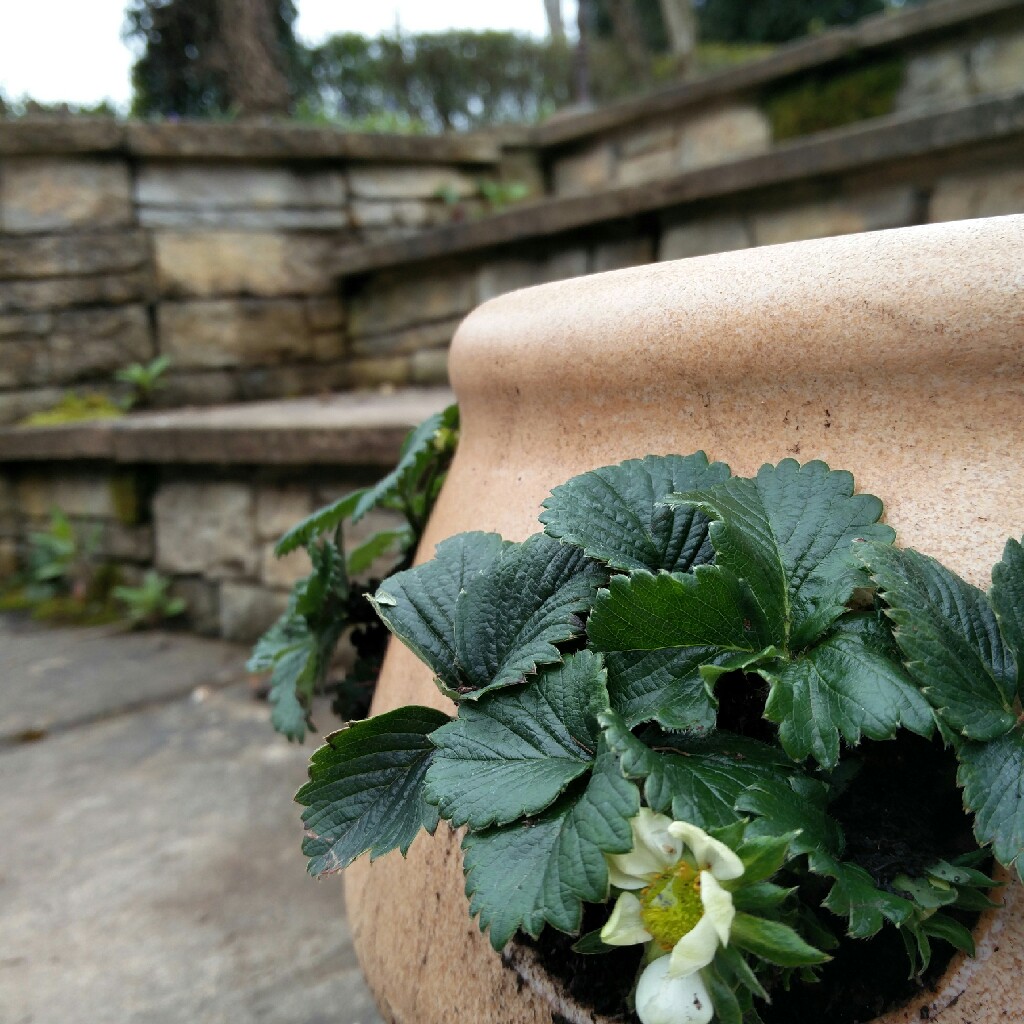 Plant image Fragaria x ananassa 'Pegasus'