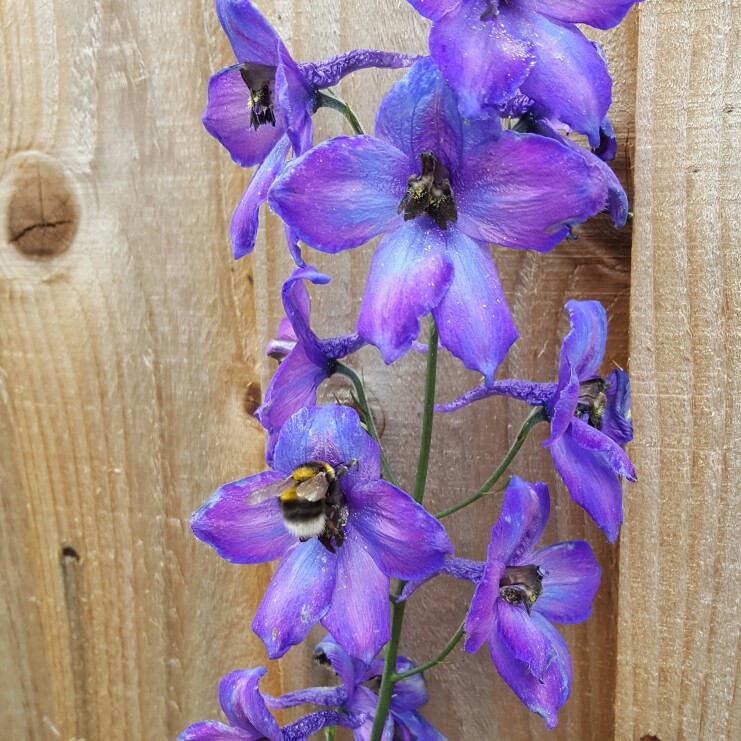 Plant image Delphinium elatum 'Finsteraarhorn'