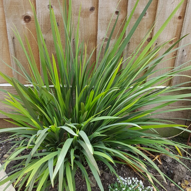 Plant image Crocosmia x crocosmiiflora 'Twilight Fairy Gold'