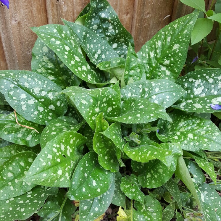 Plant image Pulmonaria officinalis 'Sissinghurst White'