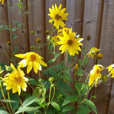 False Sunflower