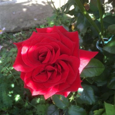 Rose 'Alec's Red' (Hybrid Tea)