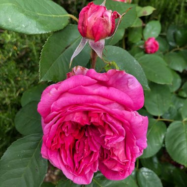 Rose 'Heathcliff' (Shrub)