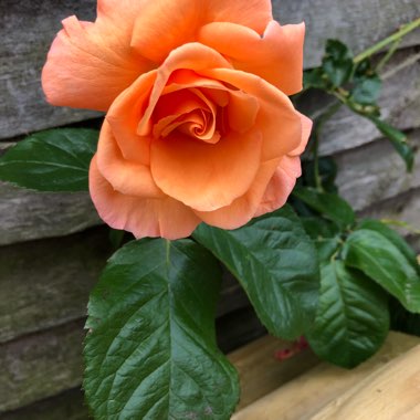 Rose 'Heaven Scent' (Floribunda)