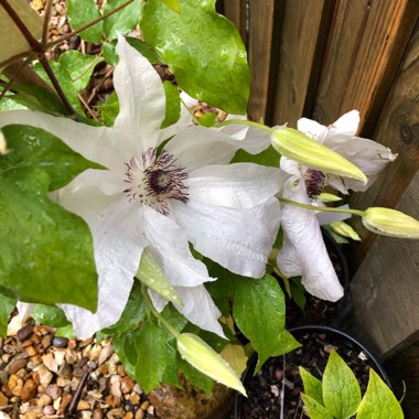 Clematis 'Beautiful Bride'