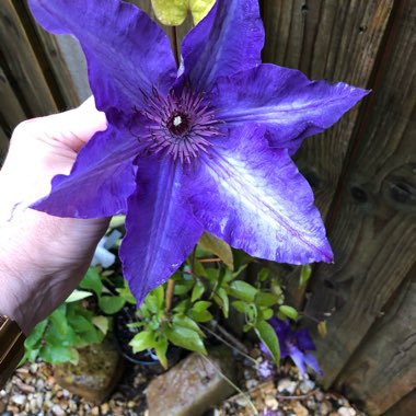 Clematis Multi Blue