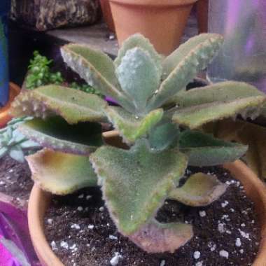 Kalanchoe Beharensis Fang