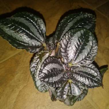 Pilea involucrata 'Pan Am'