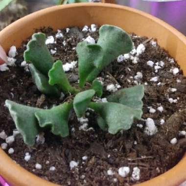 Adromischus cristatus