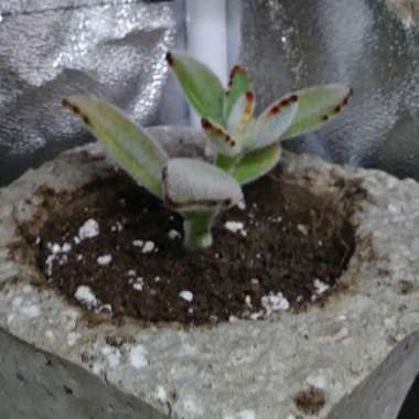 Kalanchoe tomentosa