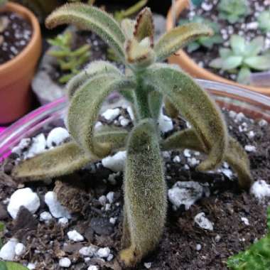 Kalanchoe Tomentosa 'Chocolate Soldier'