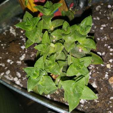 Crassula perforata 'String of Buttons'