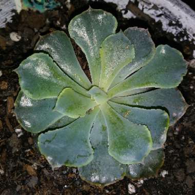 Echeveria Rosea Grandis