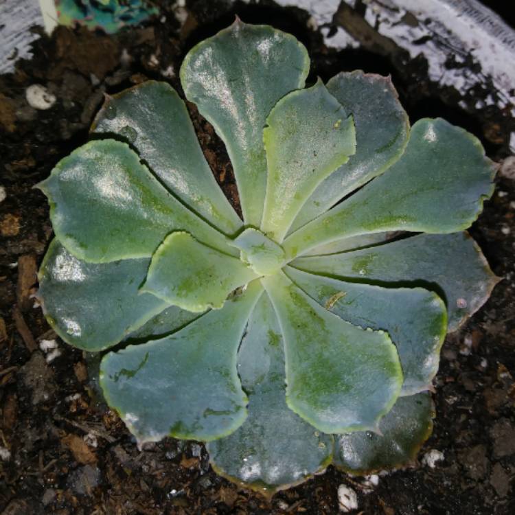 plant image 1199390