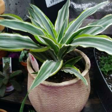 Dracaena deremensis 'Warneckii'