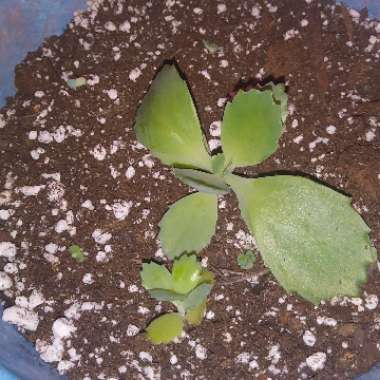 Kalanchoe laetivirens