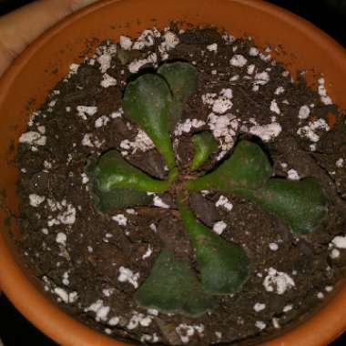 Adromischus cristatus