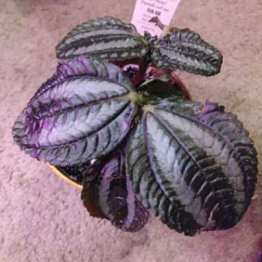 Pilea involucrata 'Pan Am'